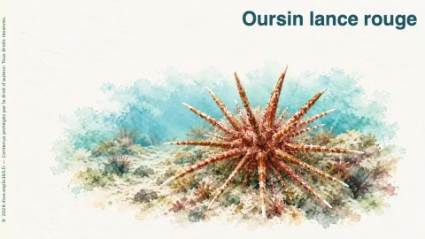 Illustration de Oursin lance rouge