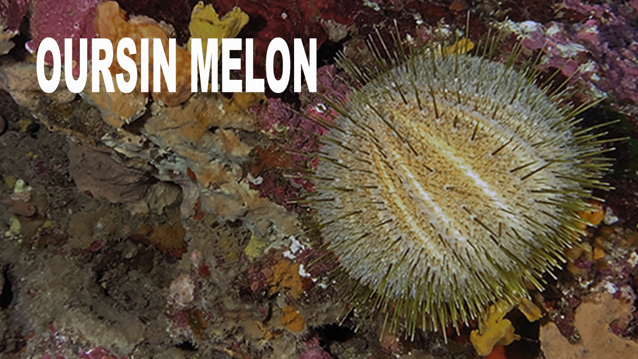 Oursin melon
