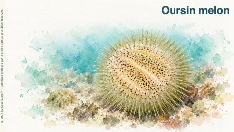 Illustration de Oursin melon