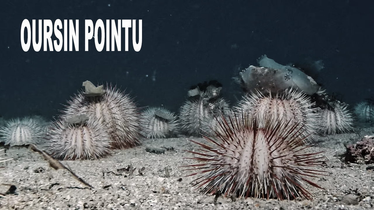 Oursin pointu