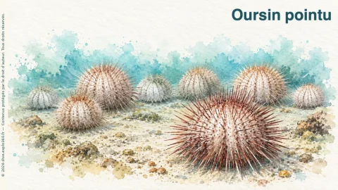 Illustration de Oursin pointu
