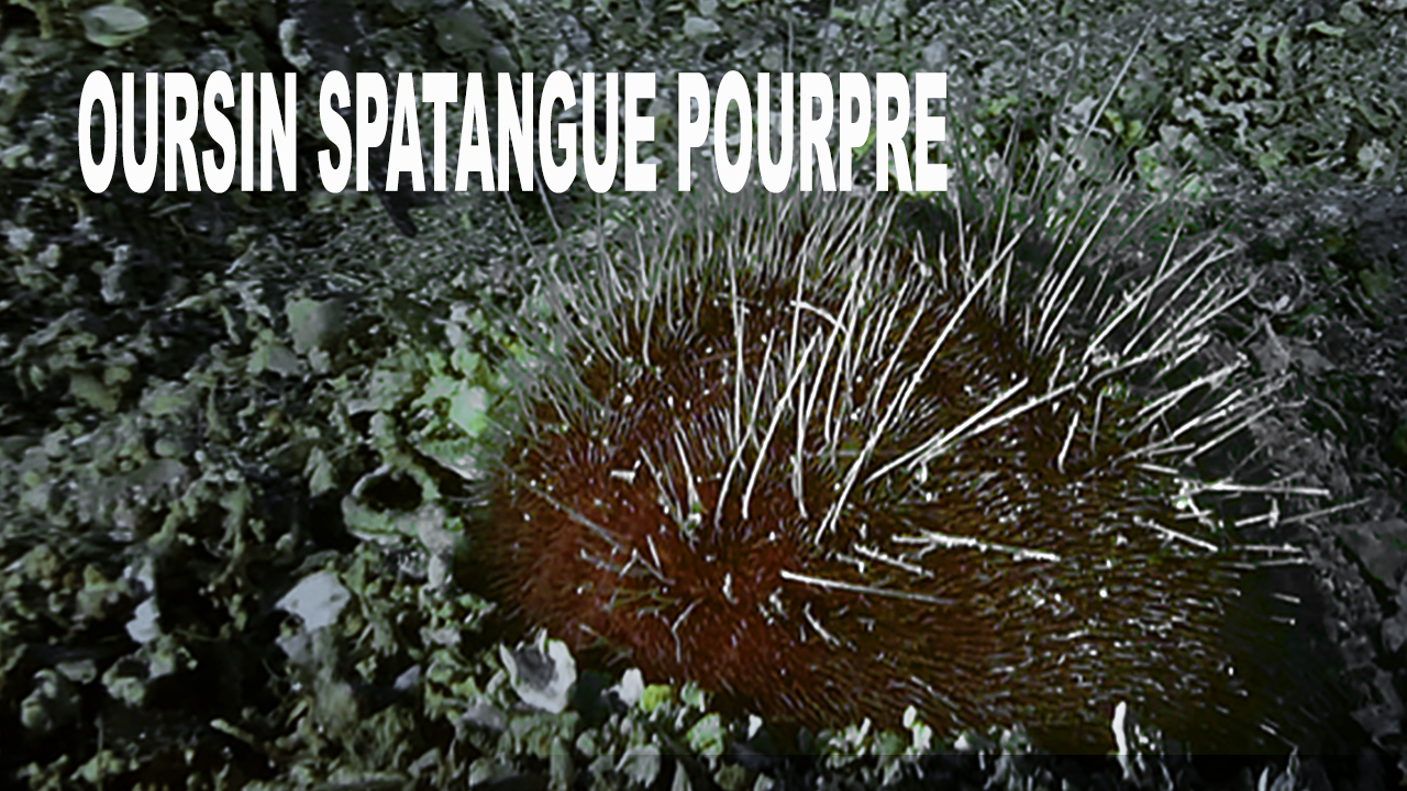 Oursin spatangue pourpre