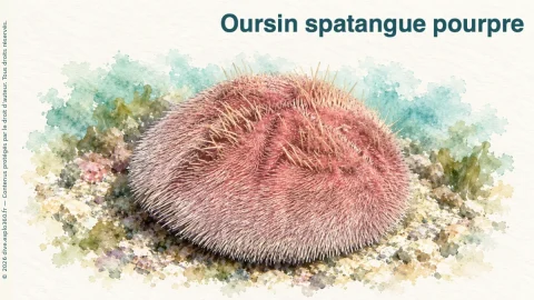 Illustration de Oursin spatangue pourpre