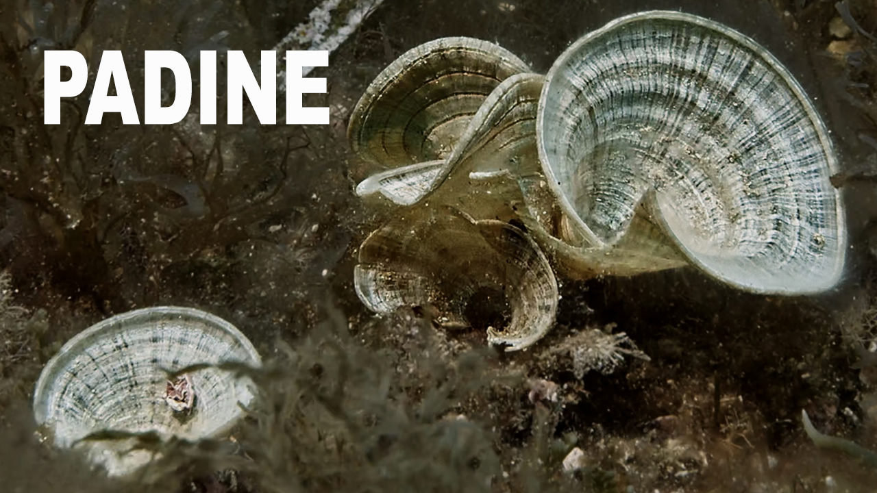 Padine
