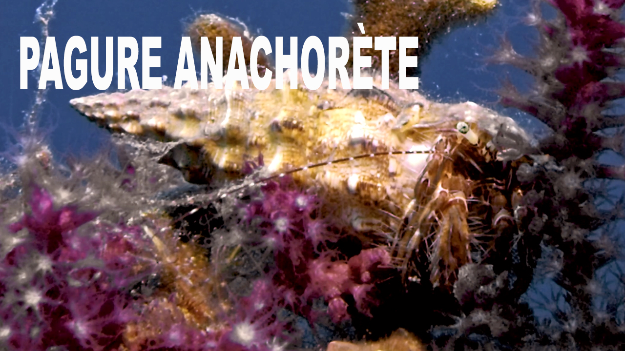 Pagure anachorète