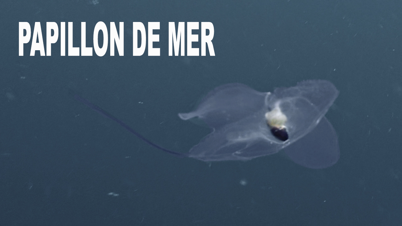 Papillon de mer