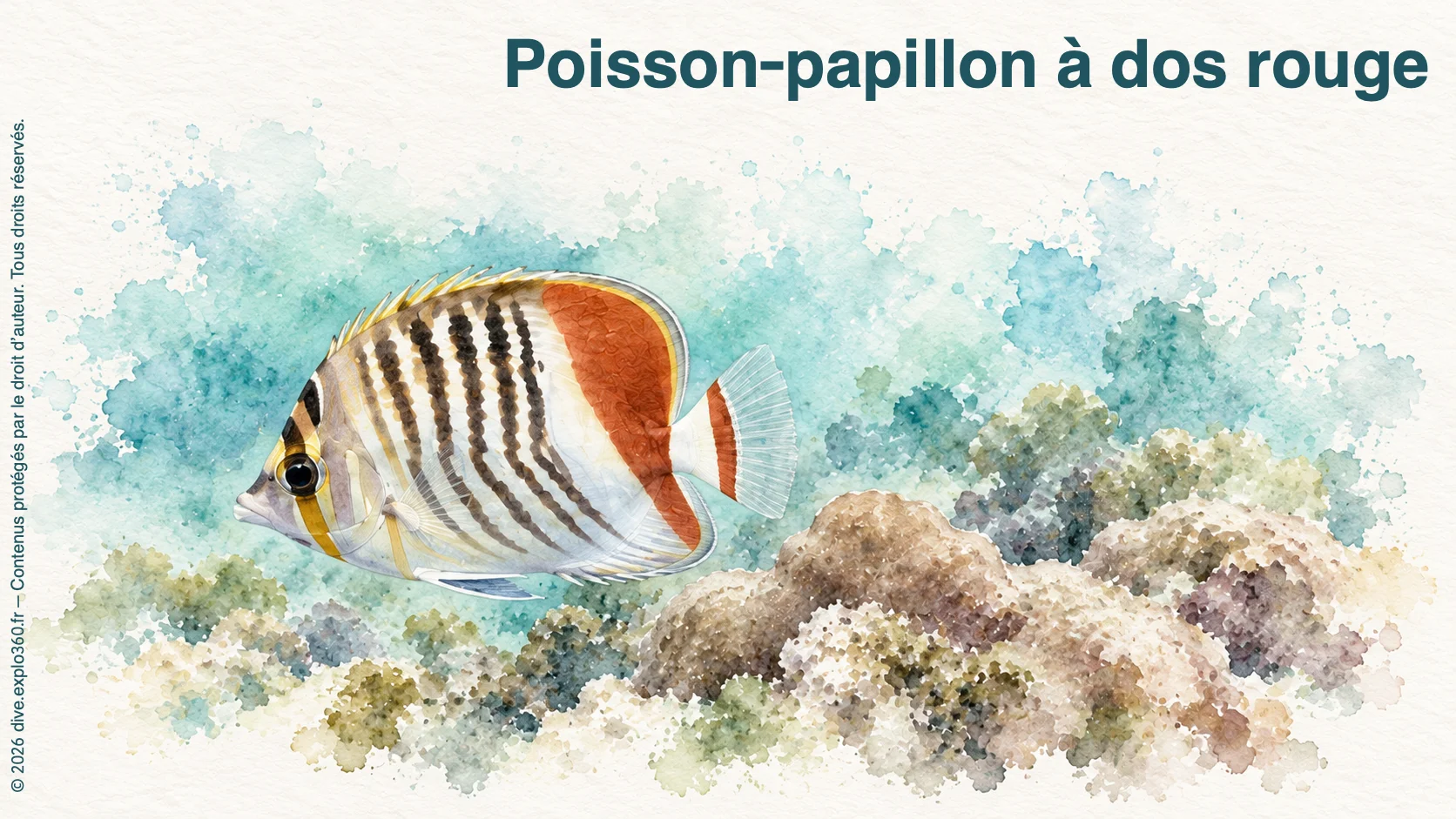 Poisson-papillon à dos rouge