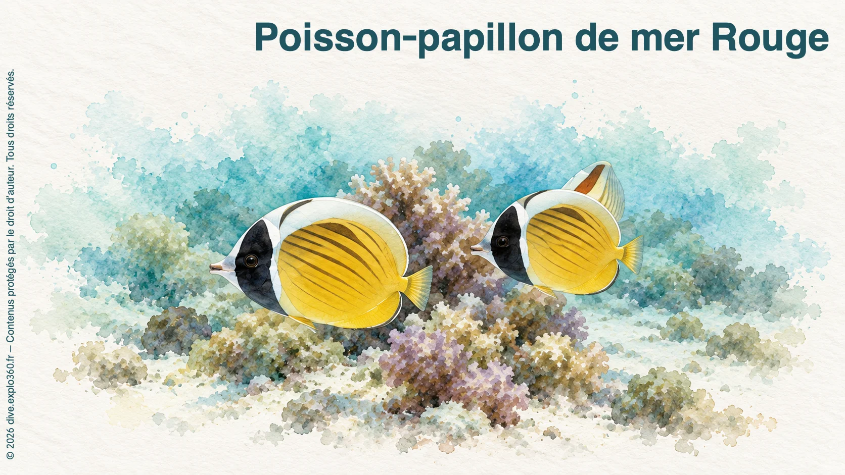 Poisson-papillon de mer Rouge