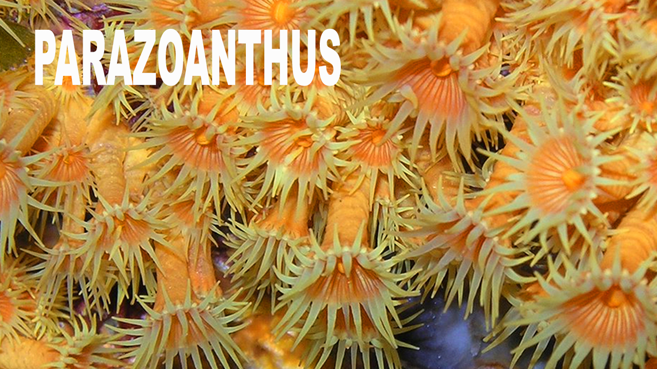 Parazoanthus