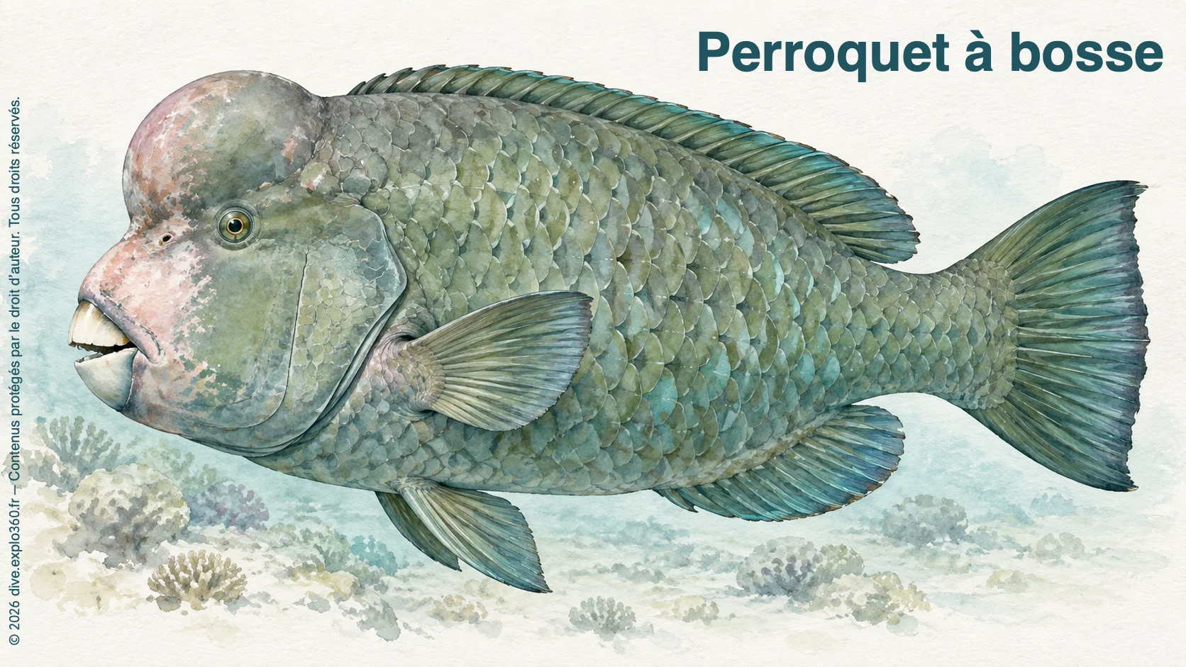 Perroquet à bosse