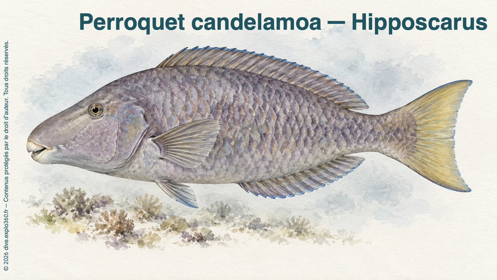 Perroquet candelamoa — Hipposcarus