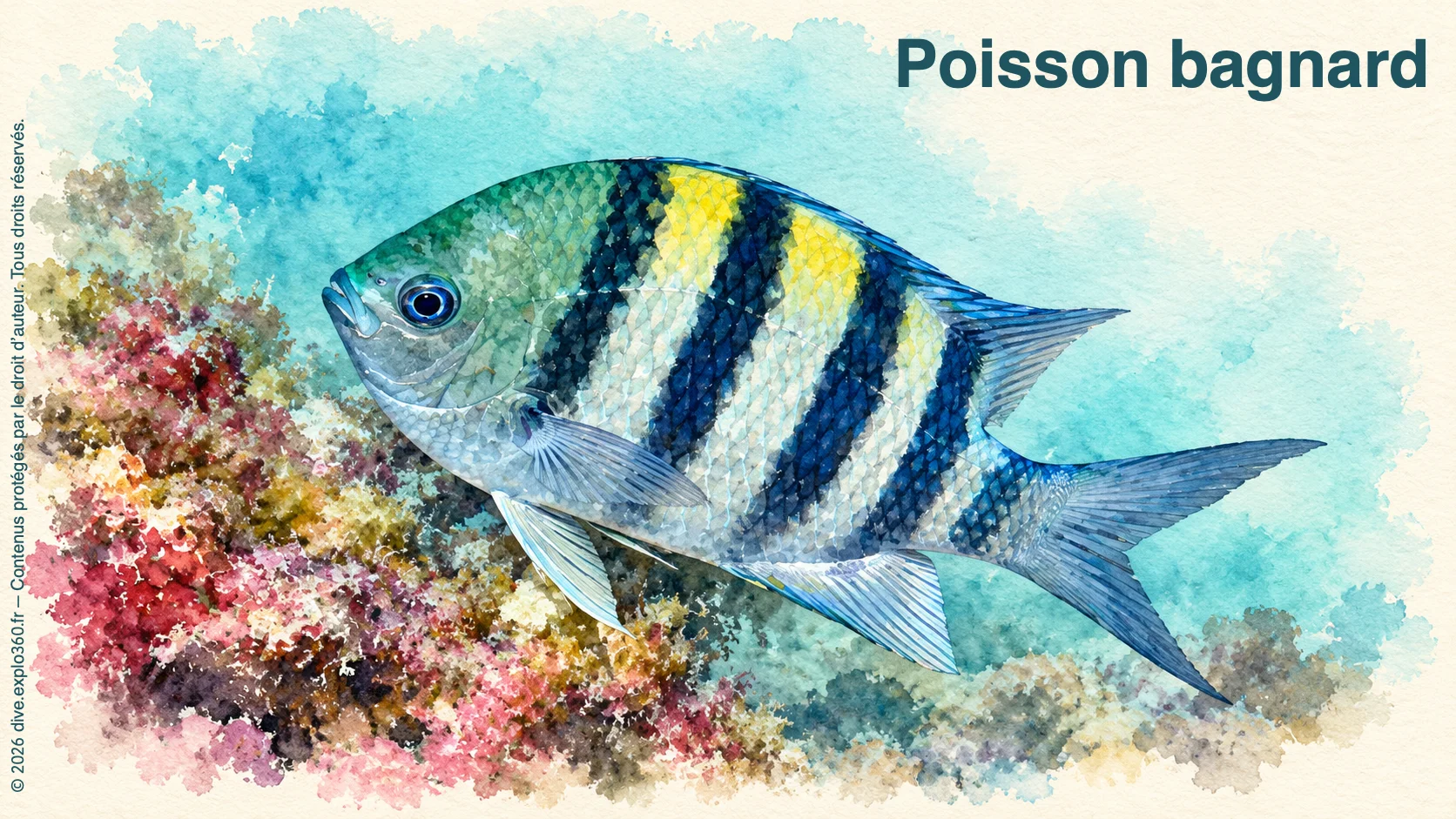 Poisson bagnard