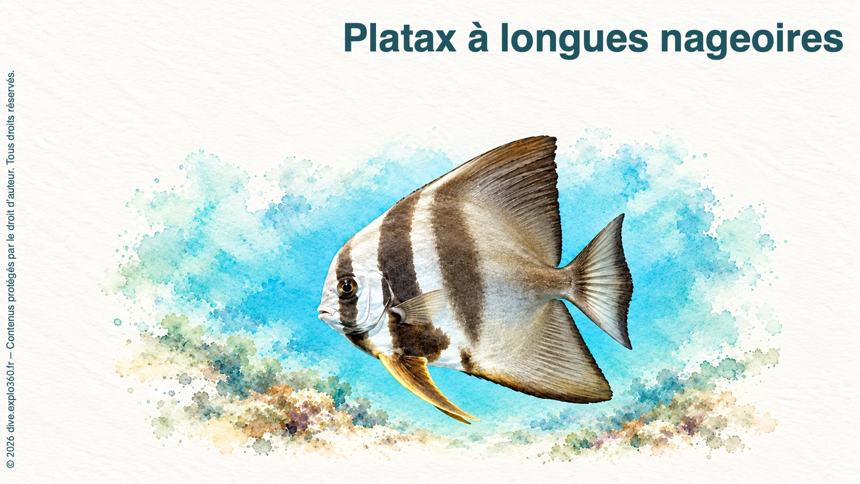 Platax à longues nageoires