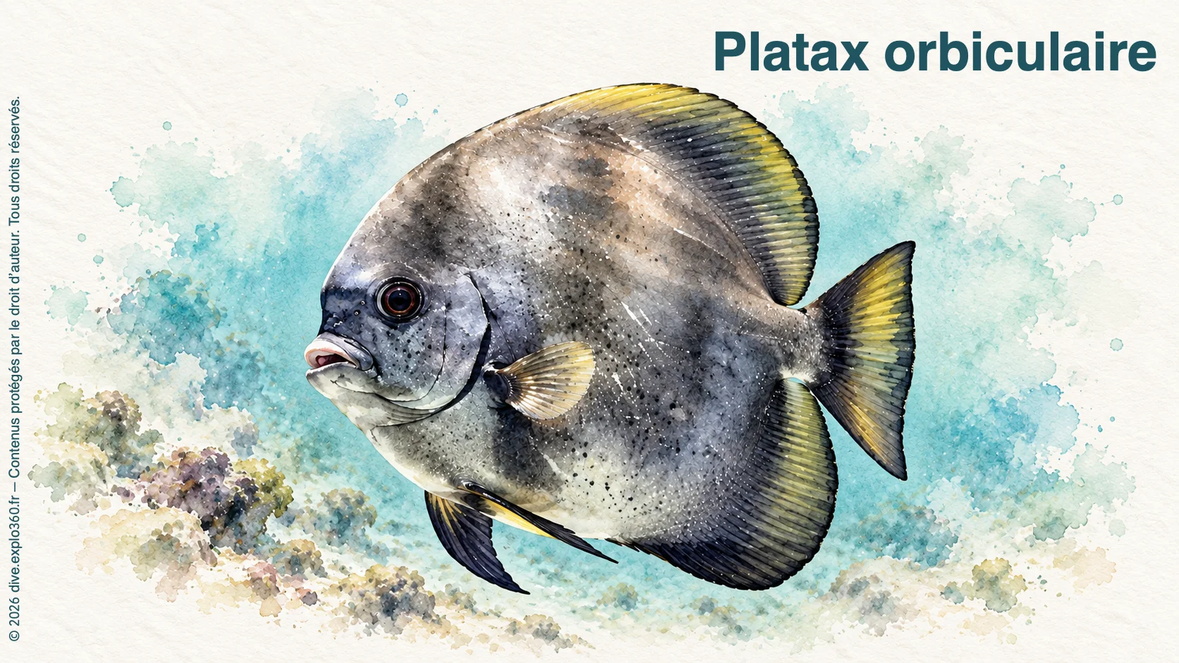 Platax orbiculaire