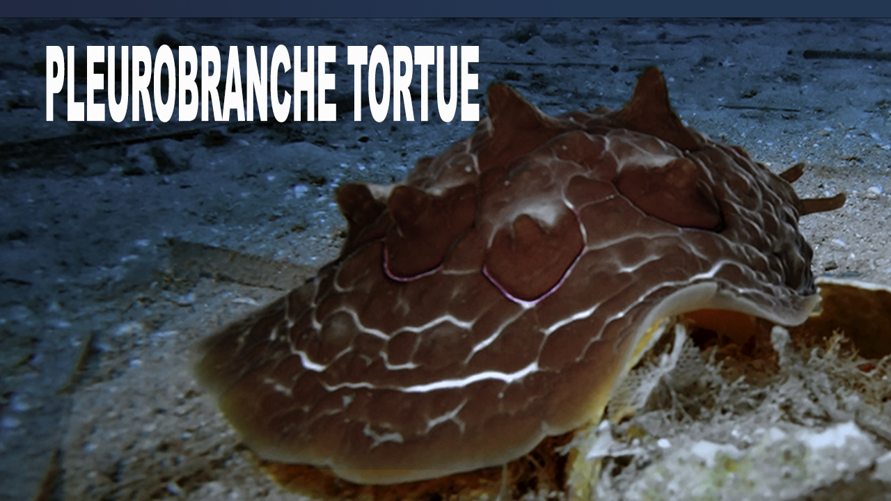 Pleurobranche tortue