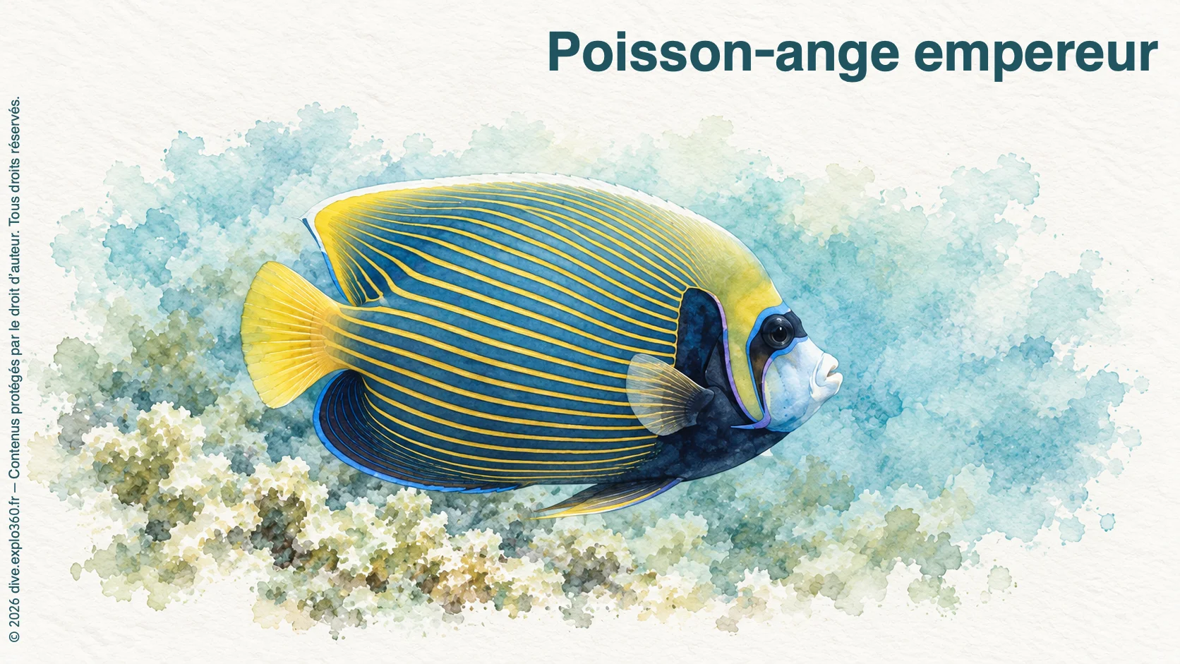 Poisson-ange empereur