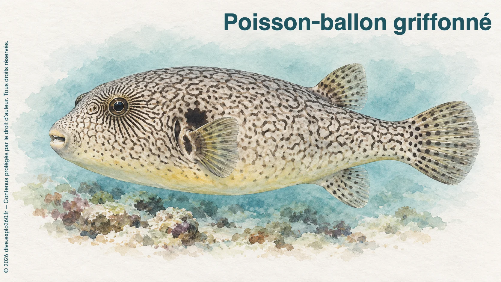 Poisson-ballon griffonné