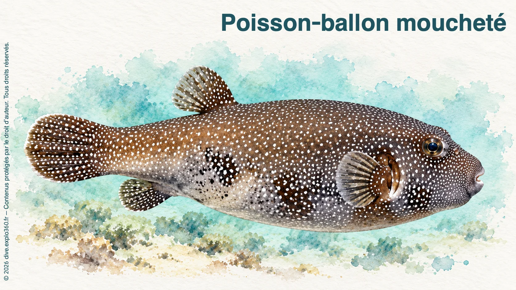 Poisson-ballon moucheté