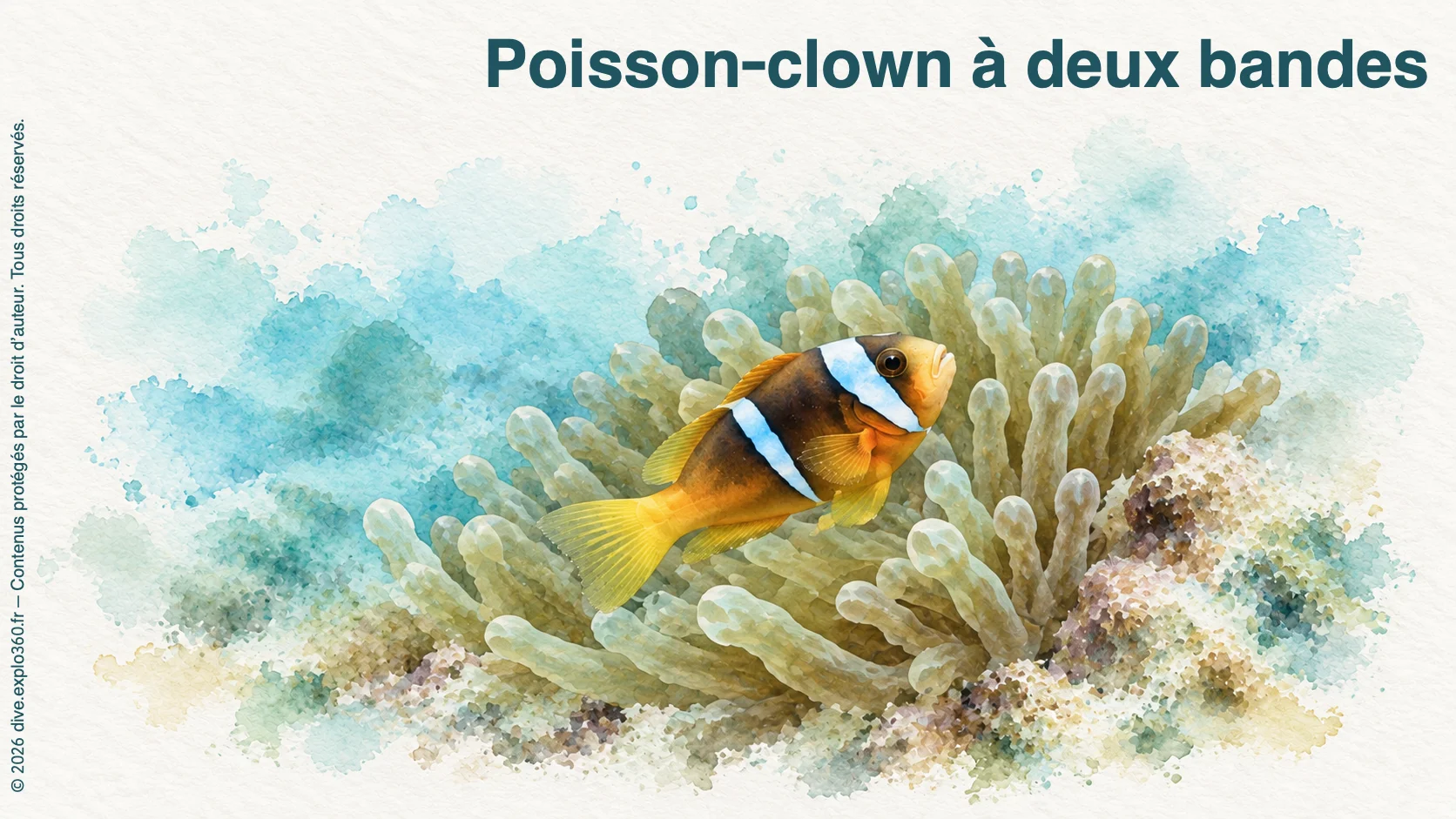 Poisson-clown à deux bandes