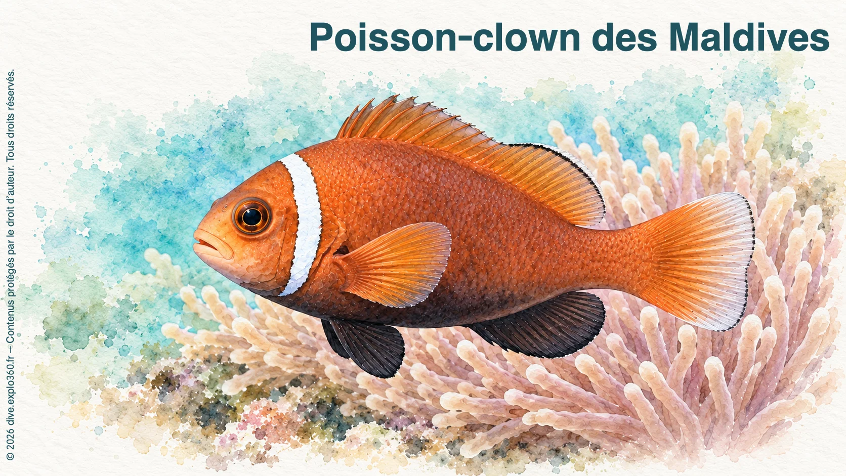 Poisson-clown des Maldives