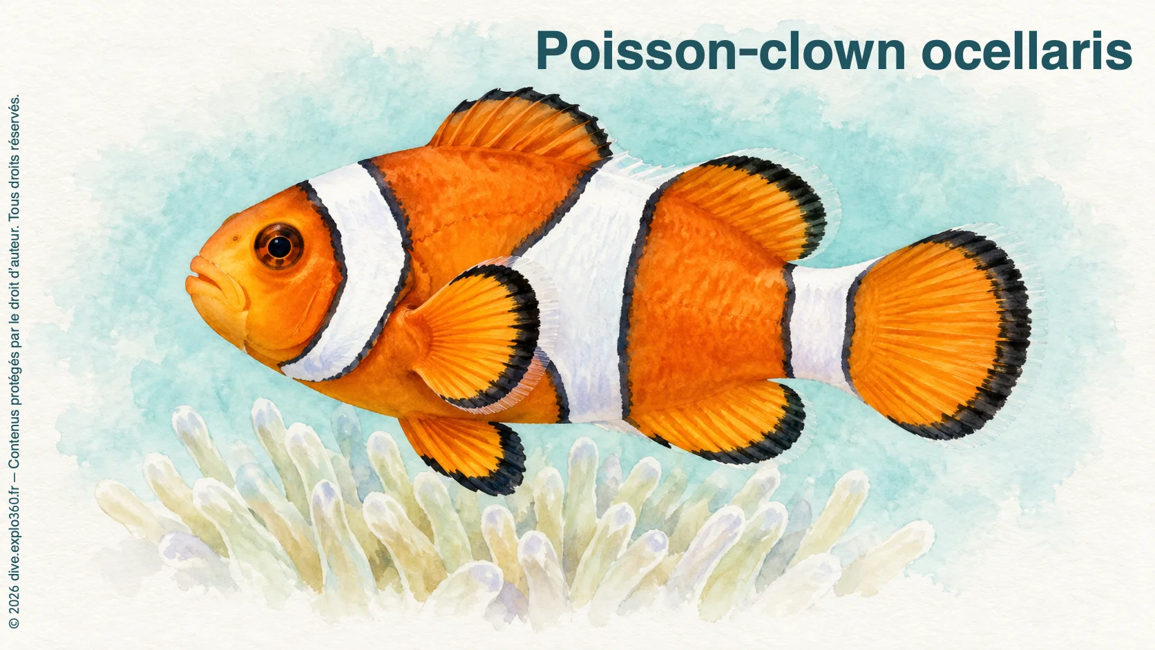 Poisson-clown ocellaris