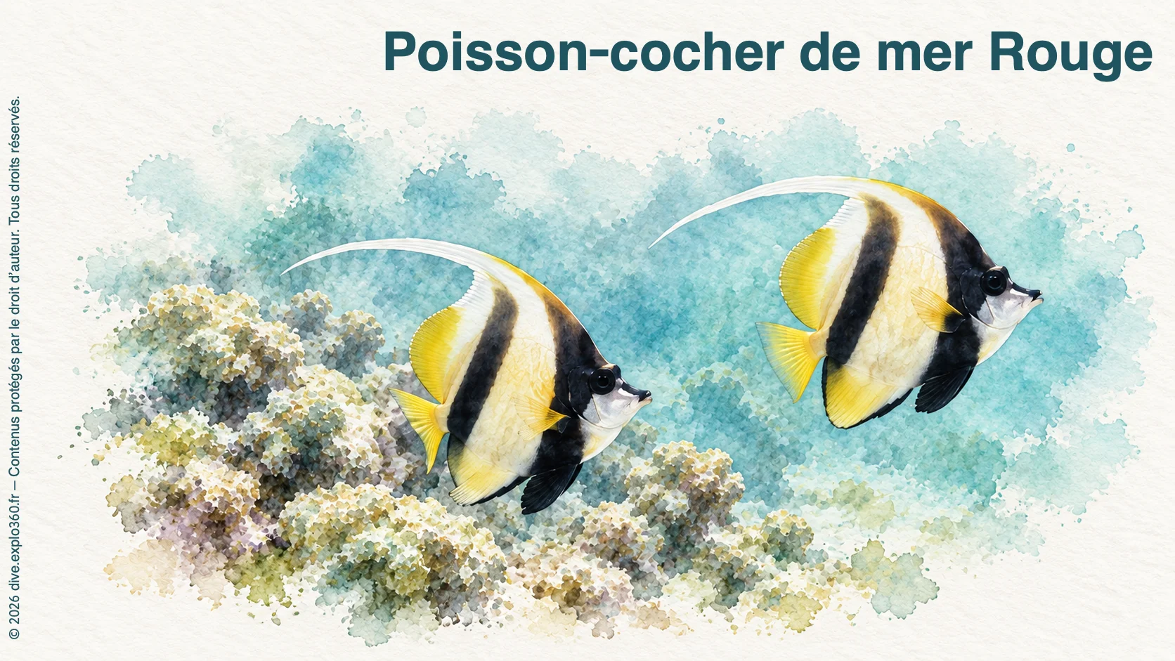 Poisson-cocher de mer Rouge