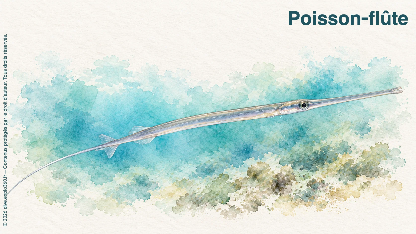 Poisson-flûte