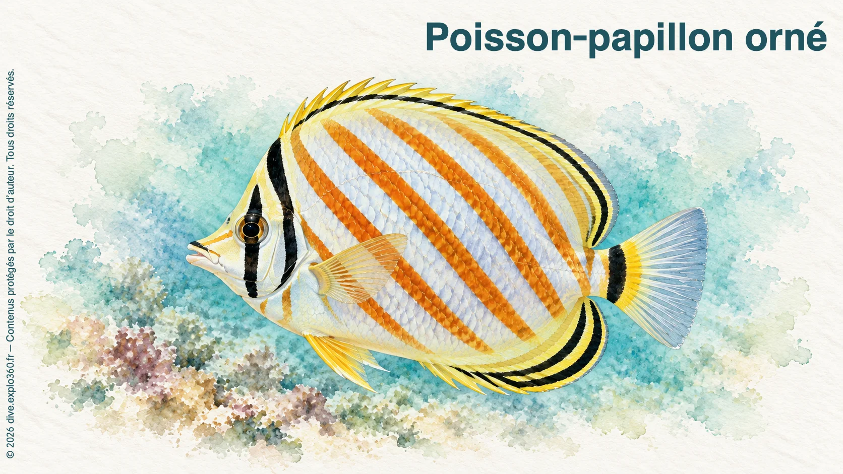 Poisson-papillon orné