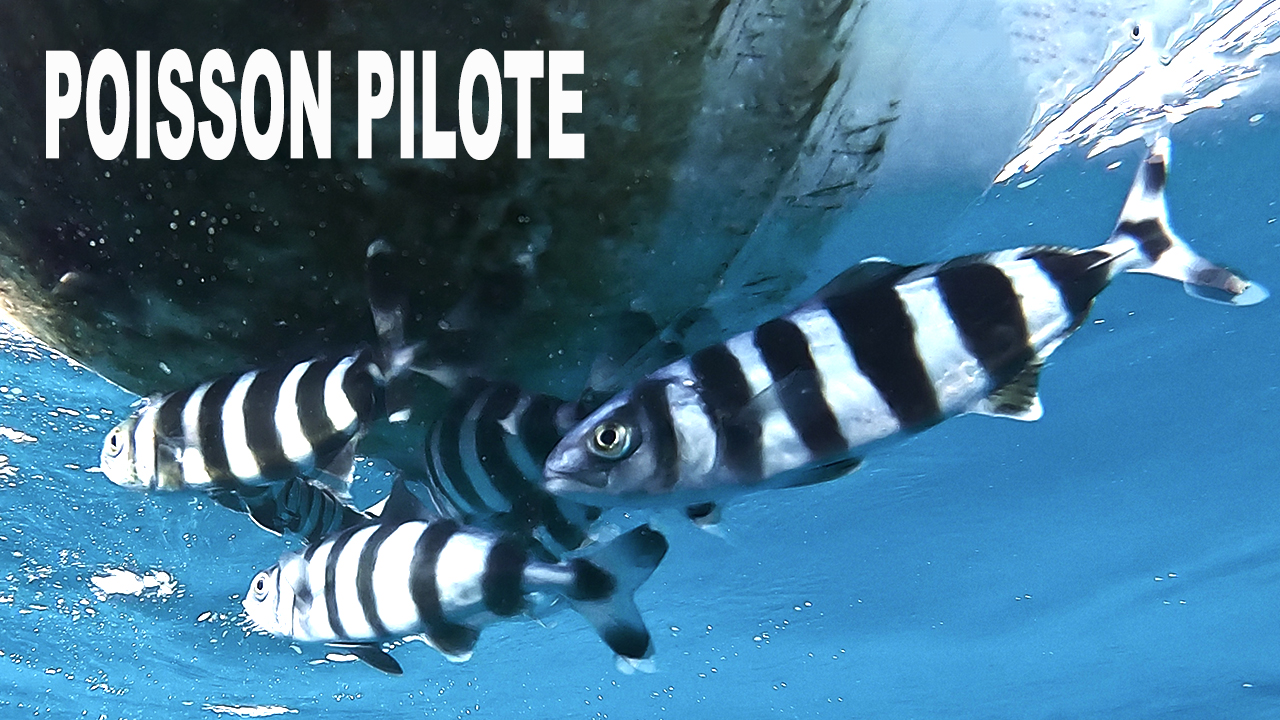 Poisson pilote