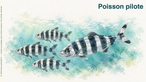 Illustration de Poisson pilote