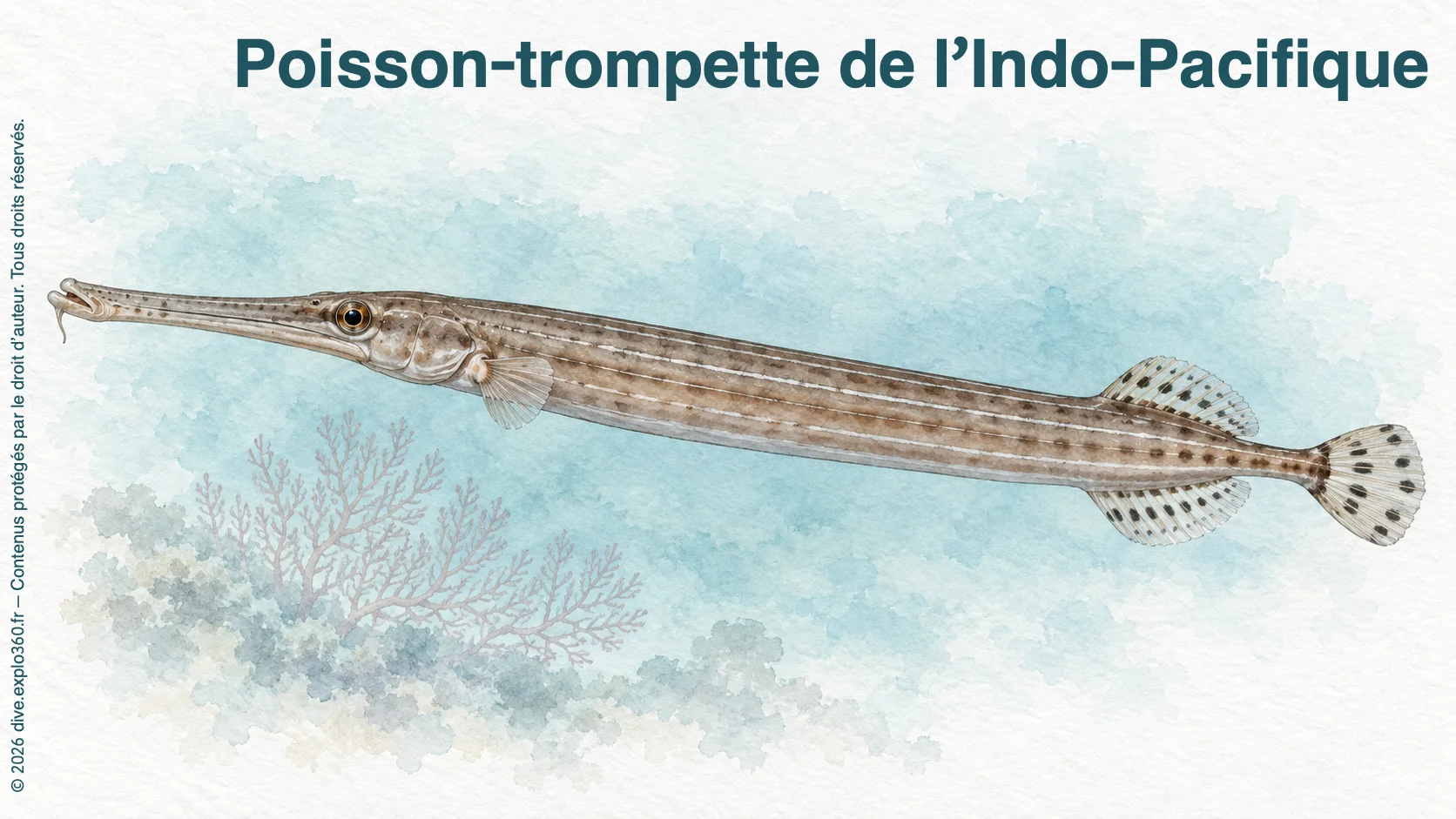 Chinese trumpetfish