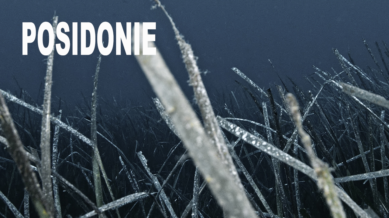 Posidonie