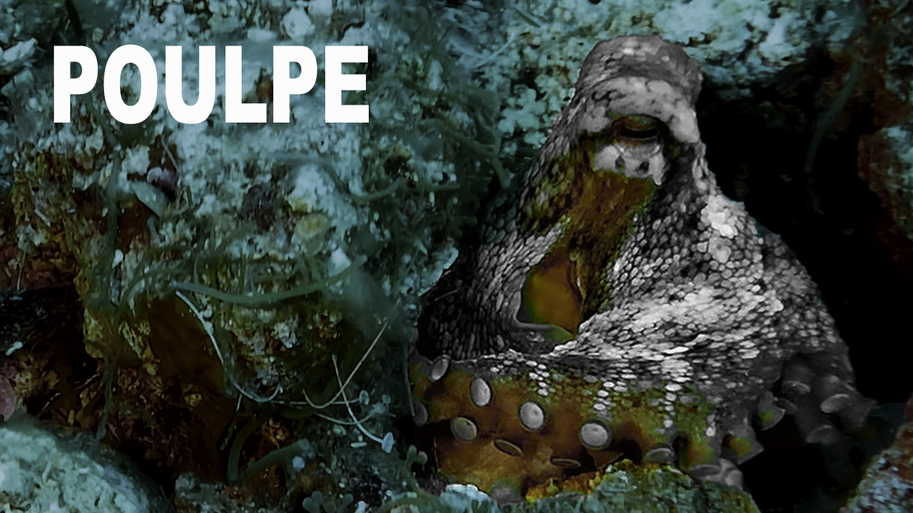 Poulpe