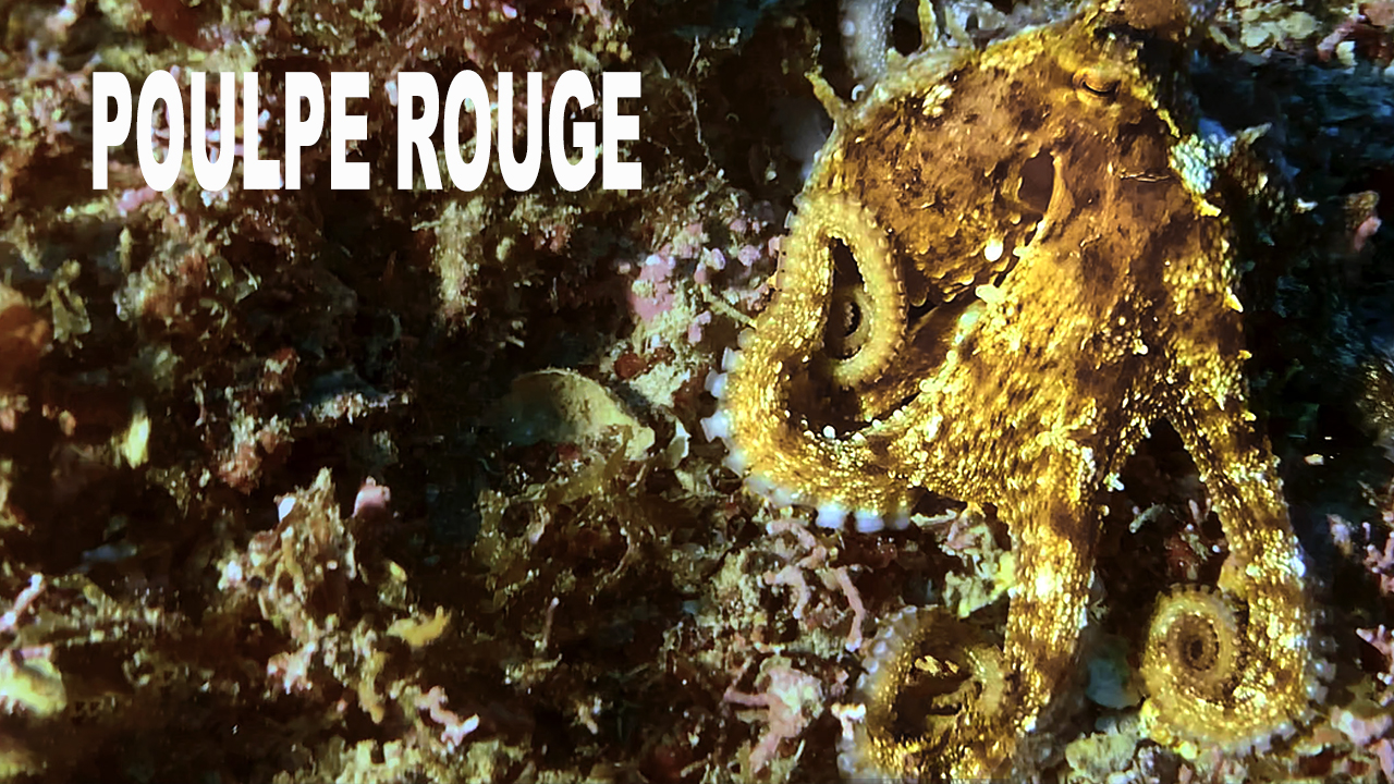 Poulpe rouge