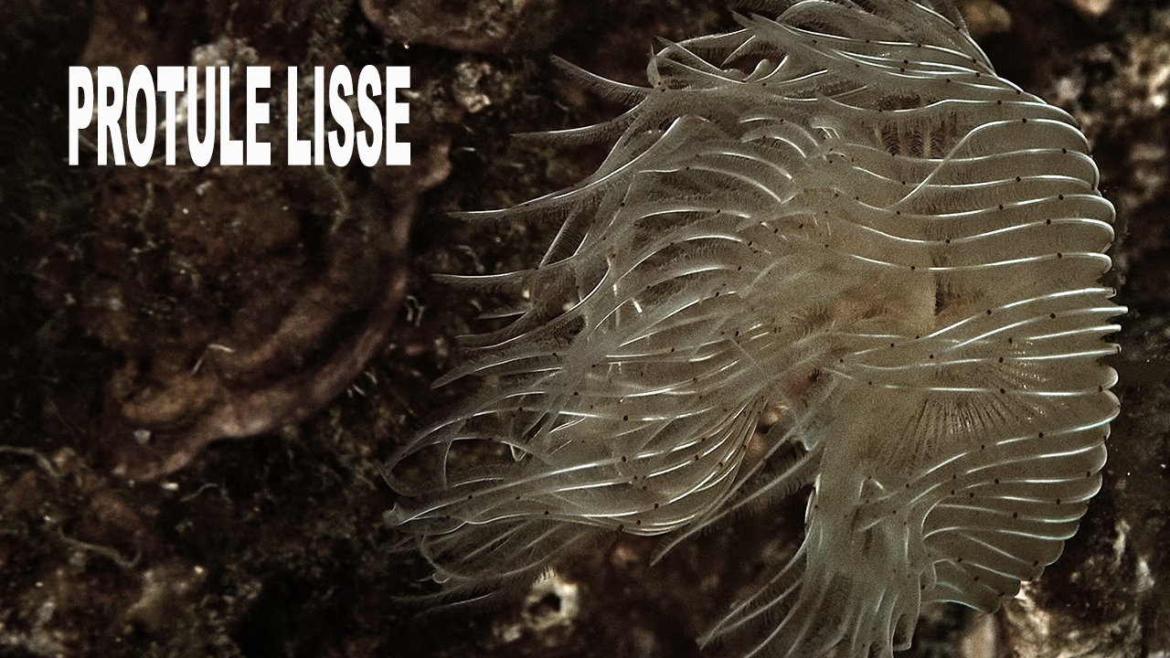 Protule lisse