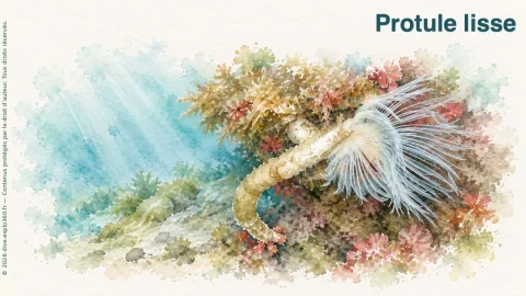 Illustration de Protule lisse