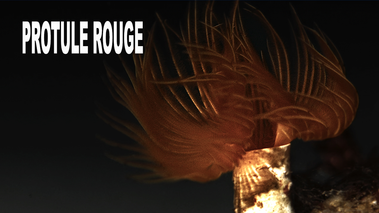 Protule rouge