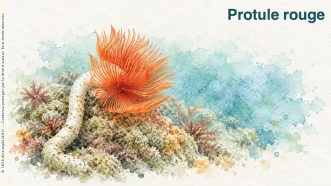Illustration de Protule rouge