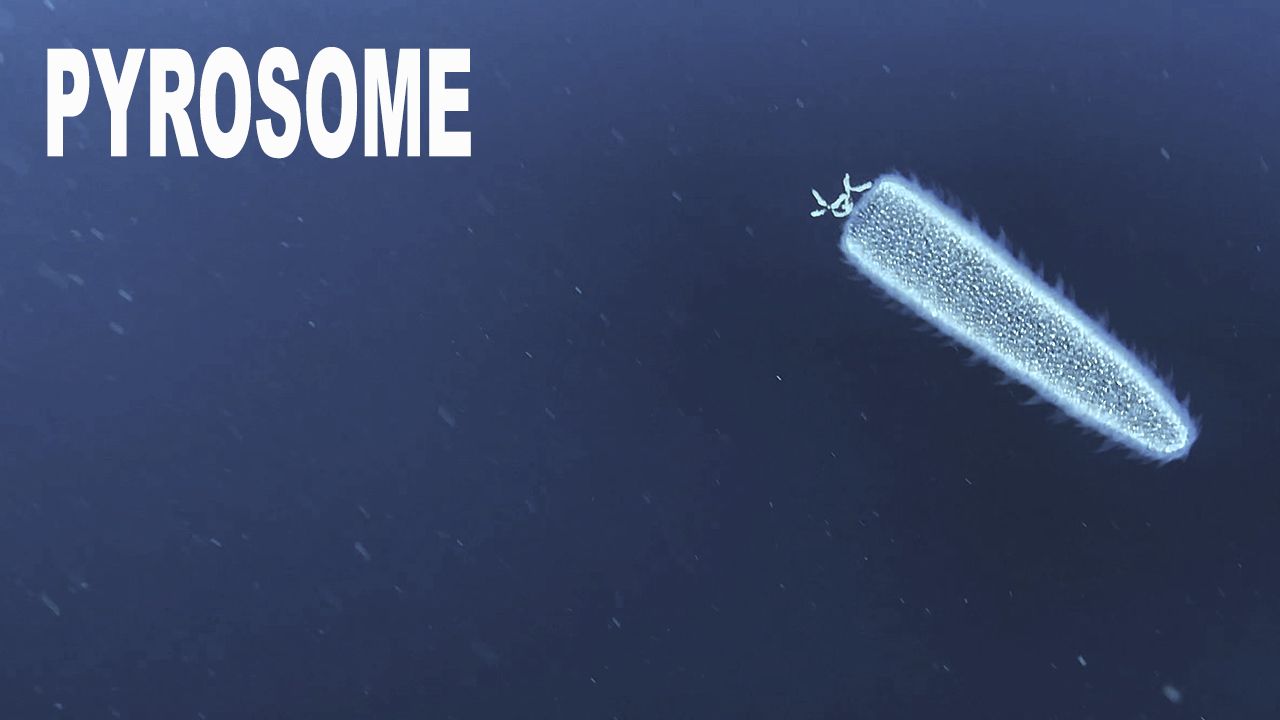 Pyrosome