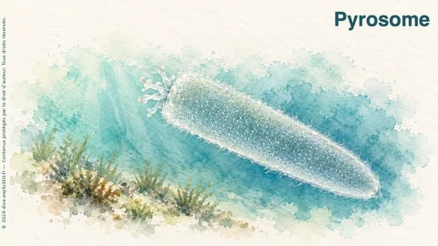 Illustration de Pyrosome