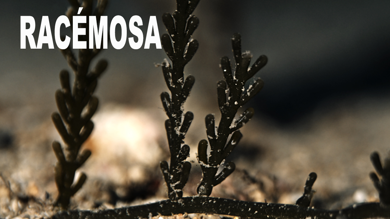 Racémosa
