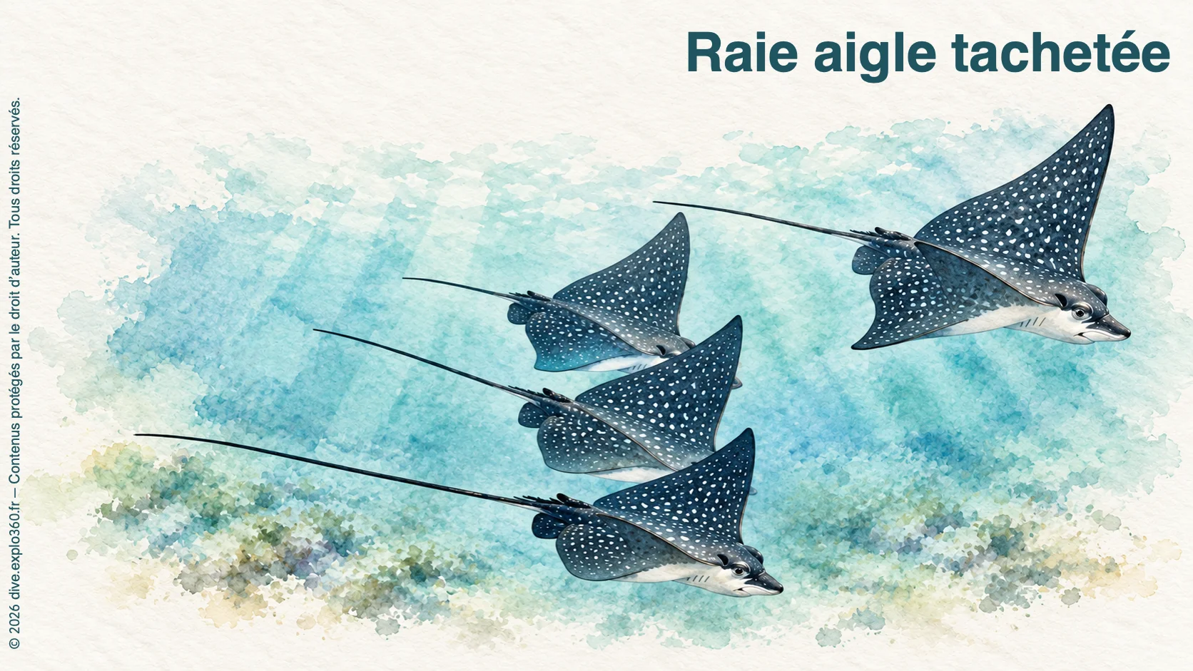Spotted eagle ray
