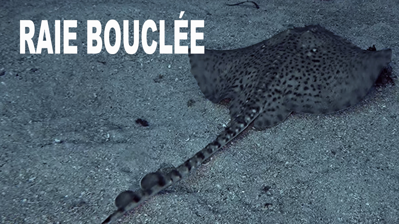 Raie bouclée