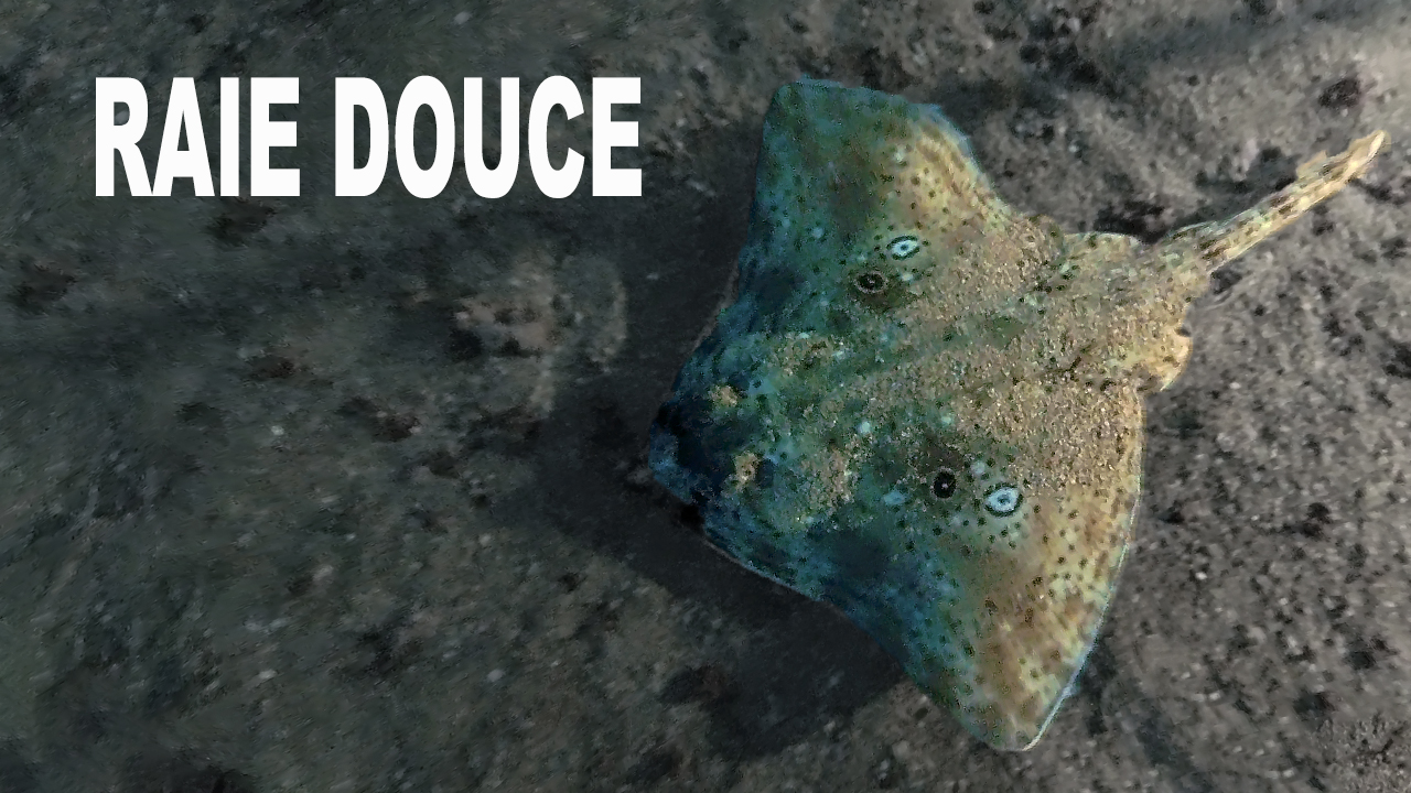 Raie douce