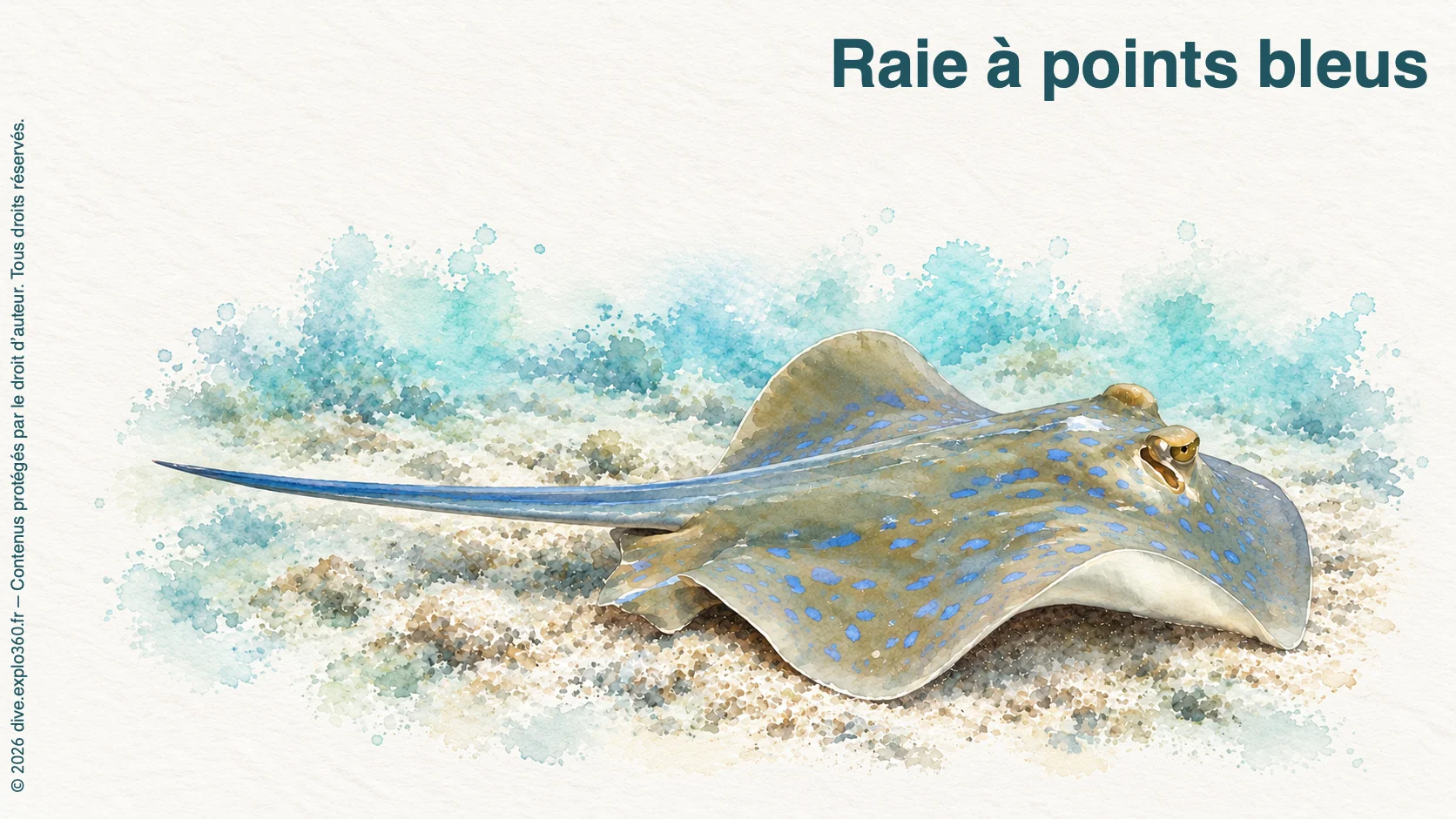 Raie à points bleus