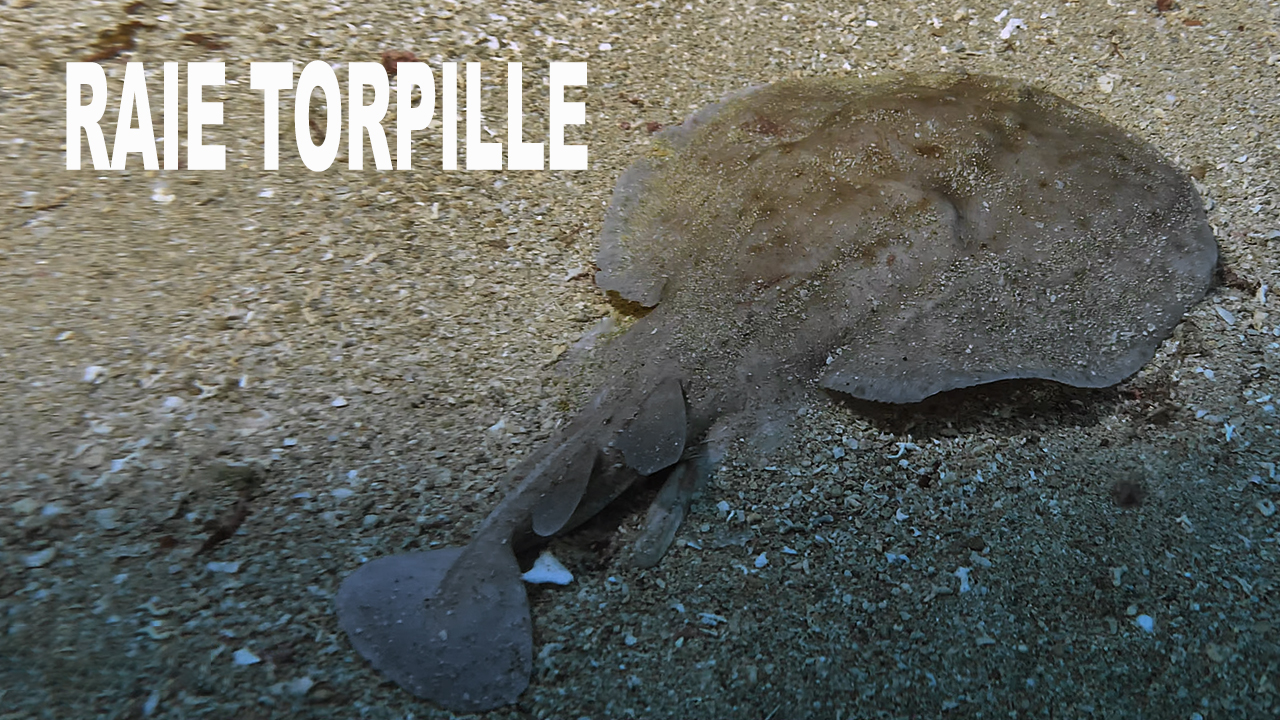 Raie torpille