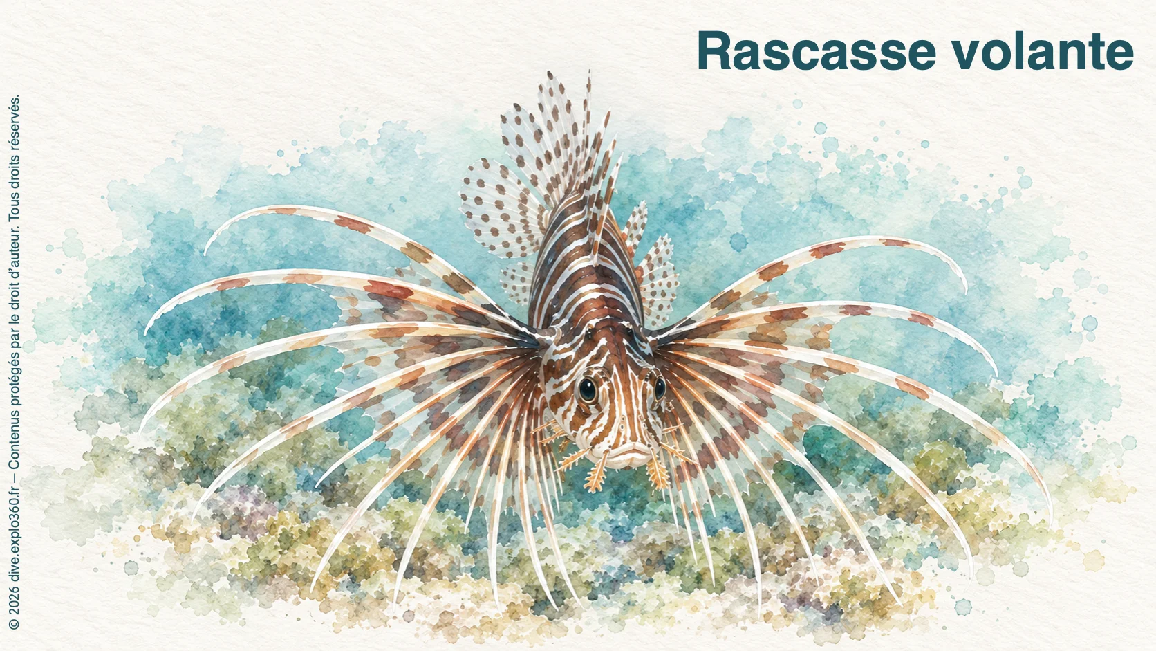 Rascasse volante