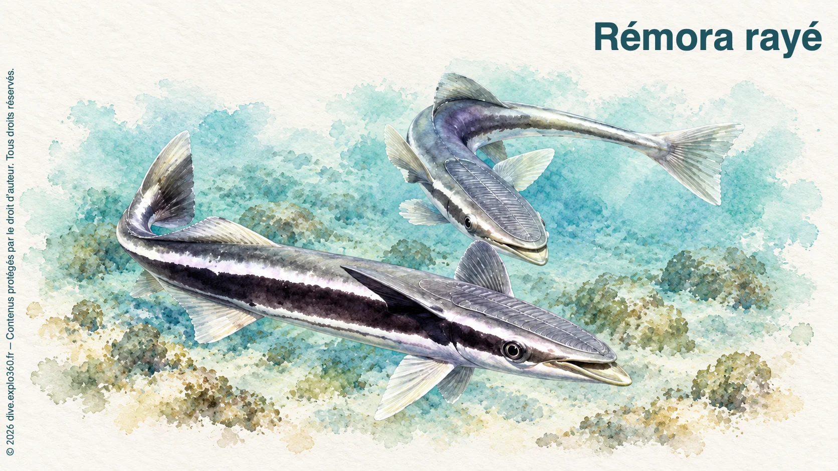 Striped remora