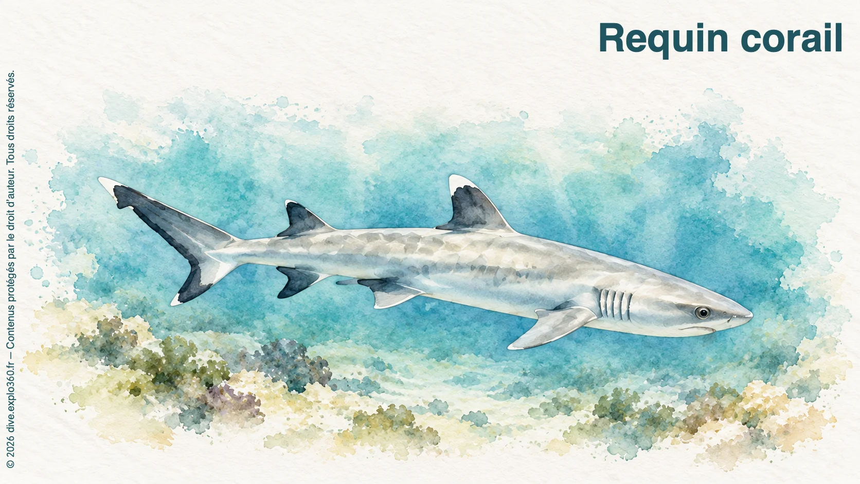 Requin corail