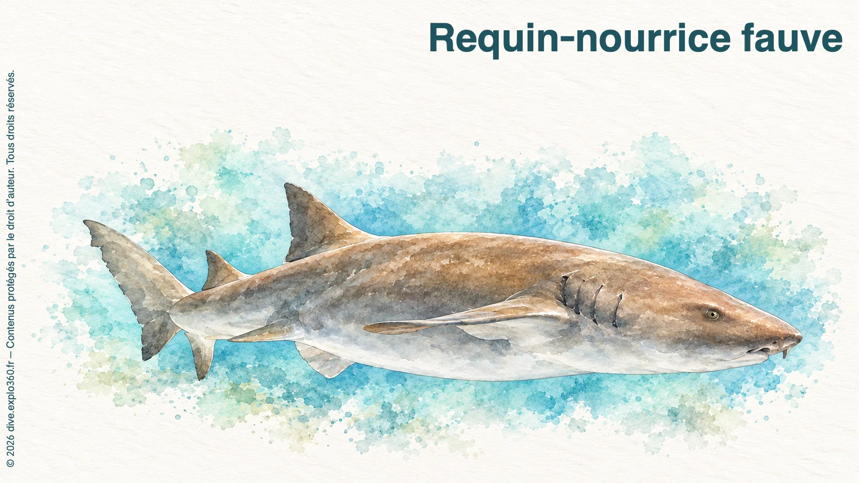 Requin-nourrice fauve